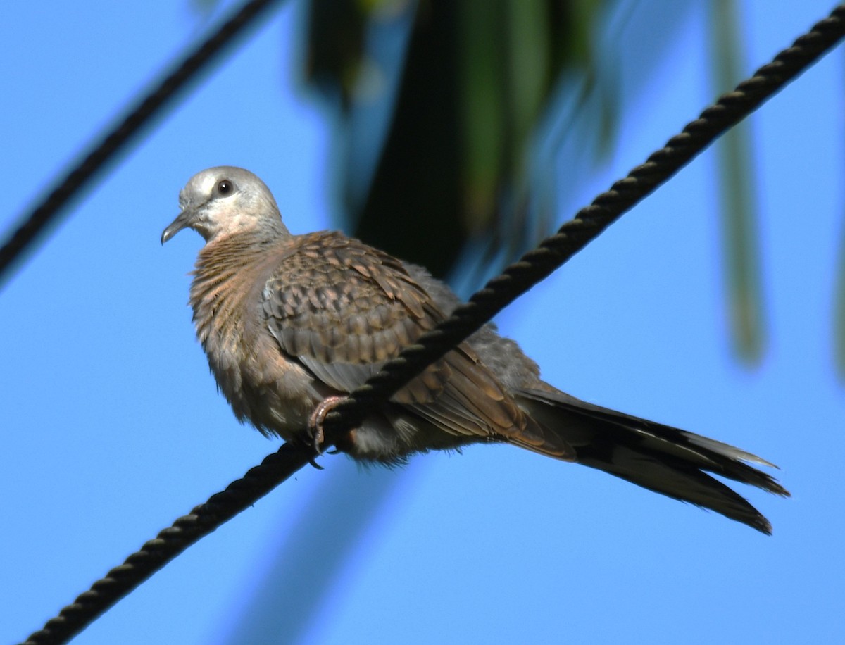 Spotted Dove - ML642960511