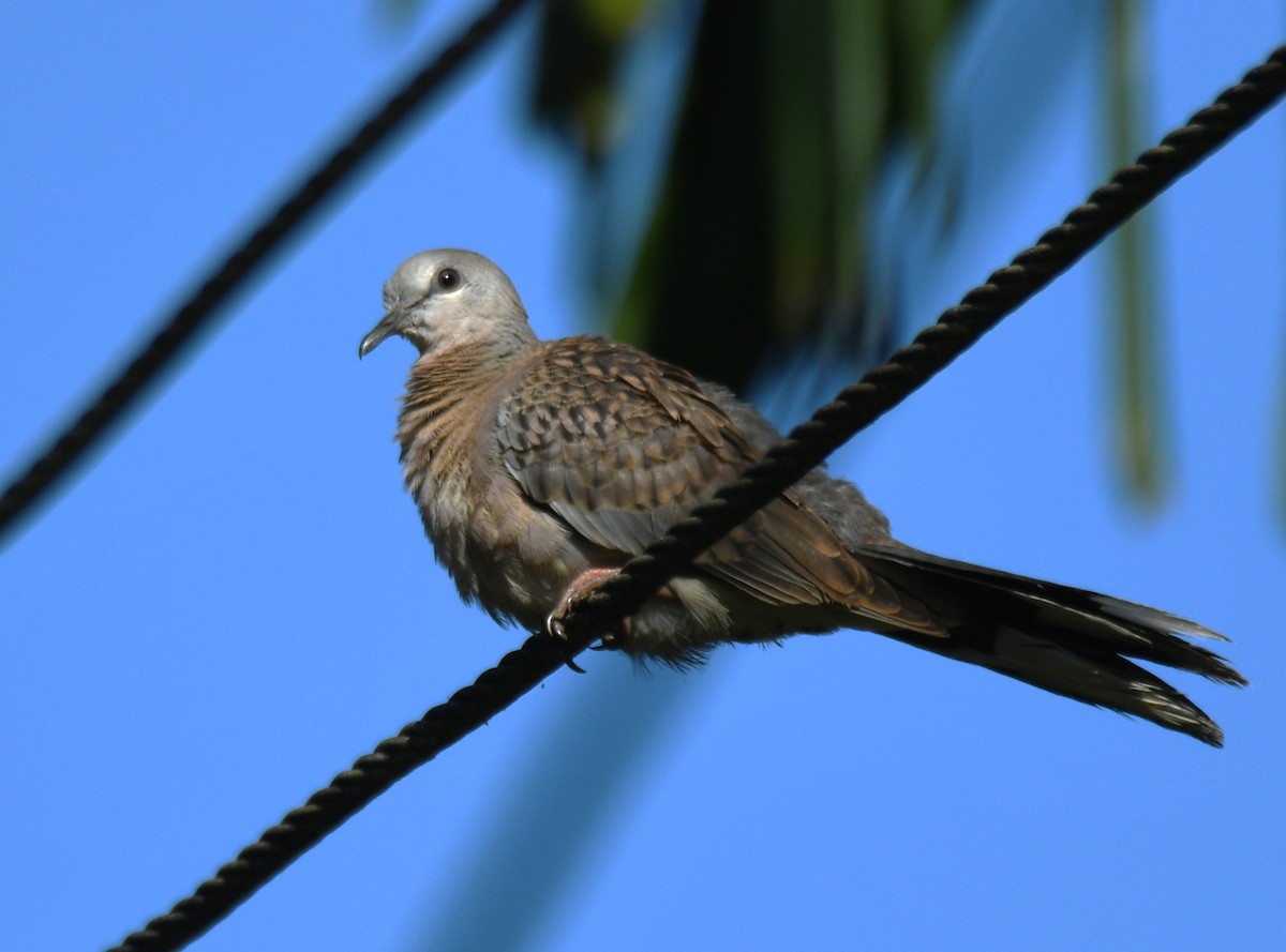 Spotted Dove - ML642960512