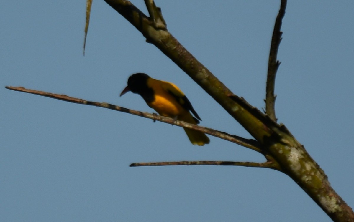 Black-hooded Oriole - ML642960557