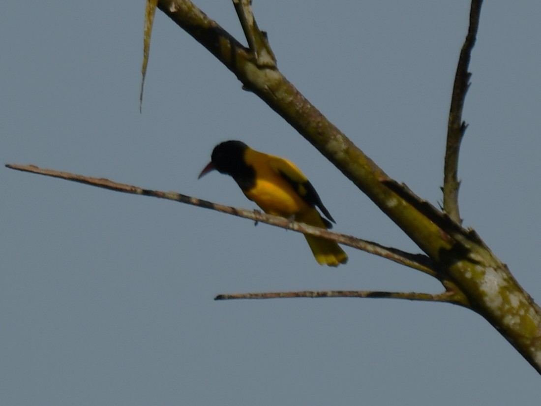 Black-hooded Oriole - ML642960558