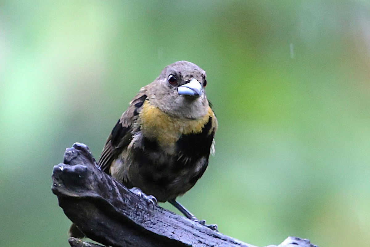 Scarlet-rumped Tanager - ML642960561