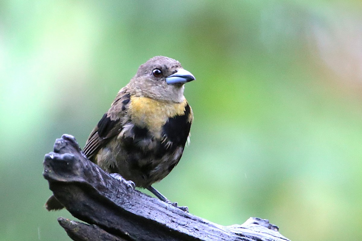 Scarlet-rumped Tanager - ML642960562
