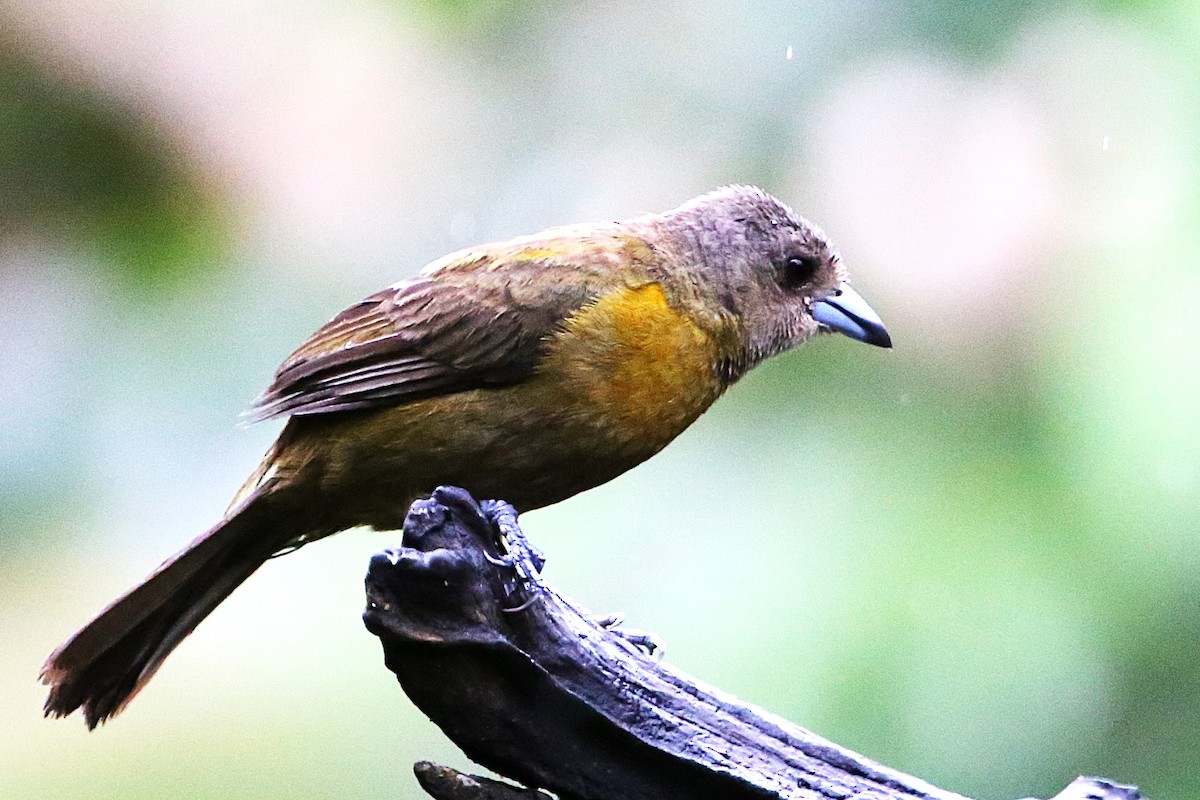 Scarlet-rumped Tanager - ML642960563