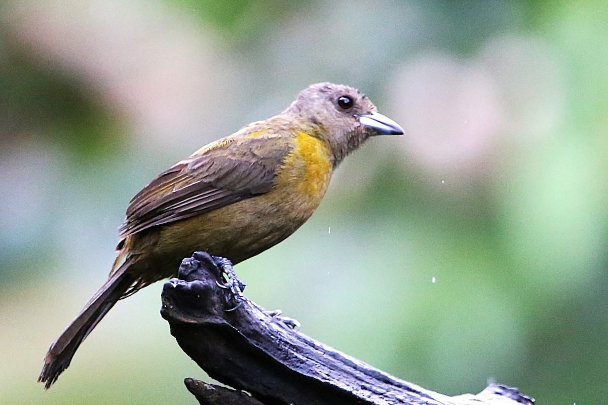 Scarlet-rumped Tanager - ML642960564