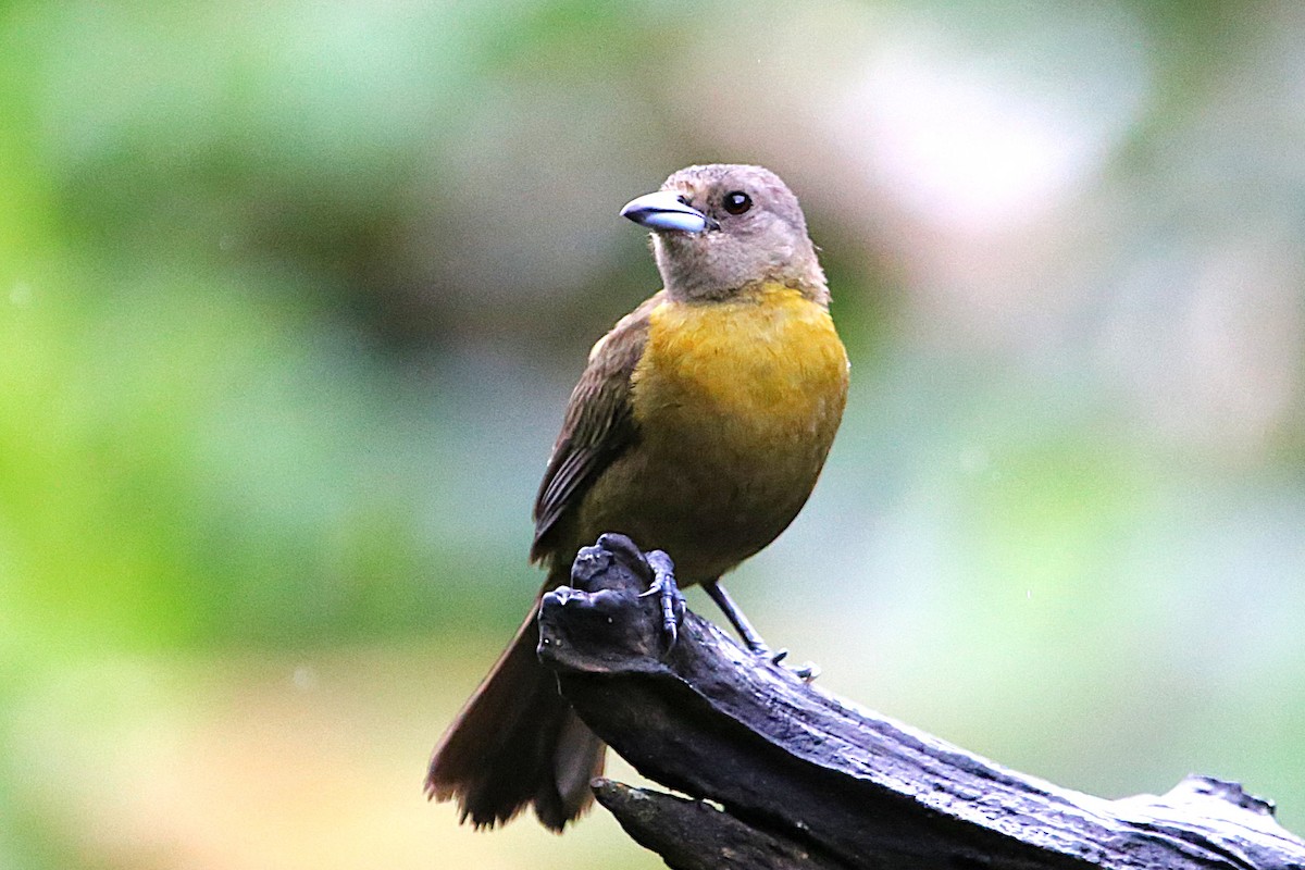 Scarlet-rumped Tanager - ML642960565