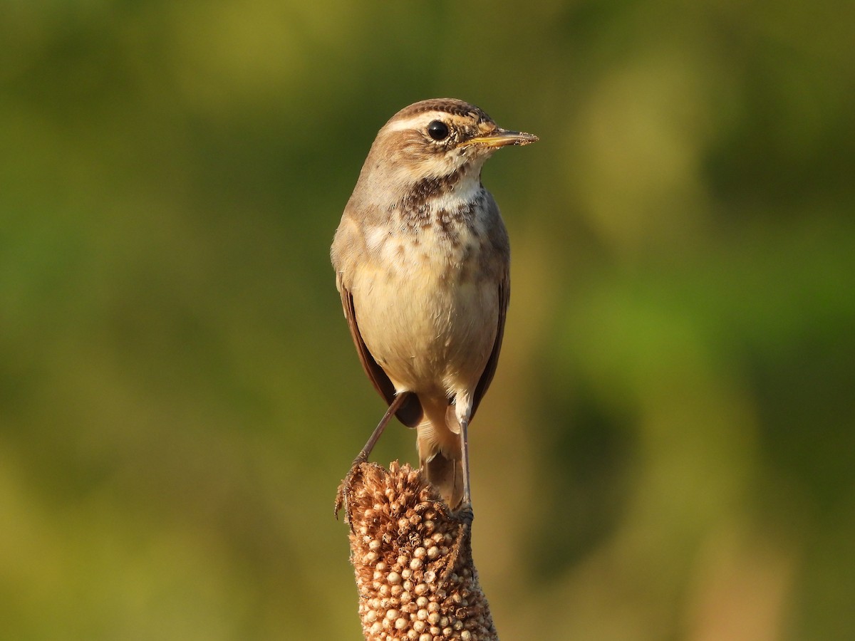 Bluethroat - ML642960568
