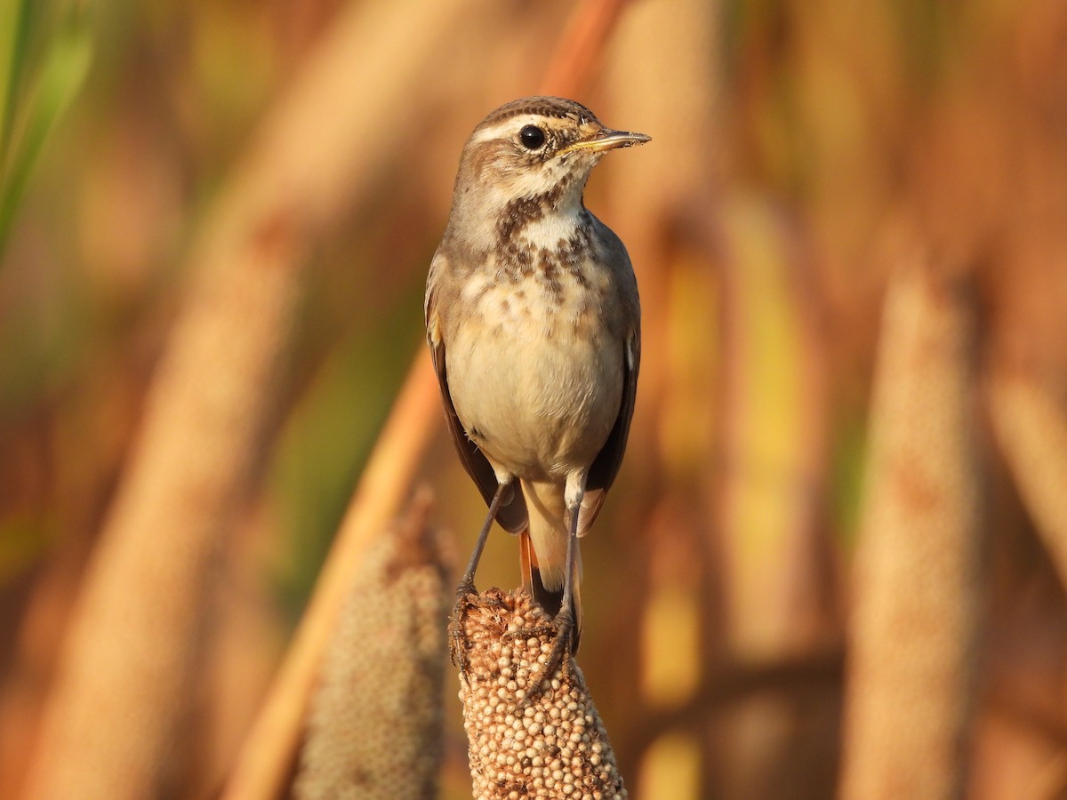 Bluethroat - ML642960569