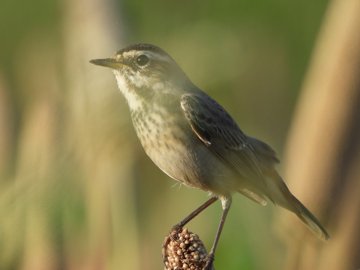 Bluethroat - ML642960570