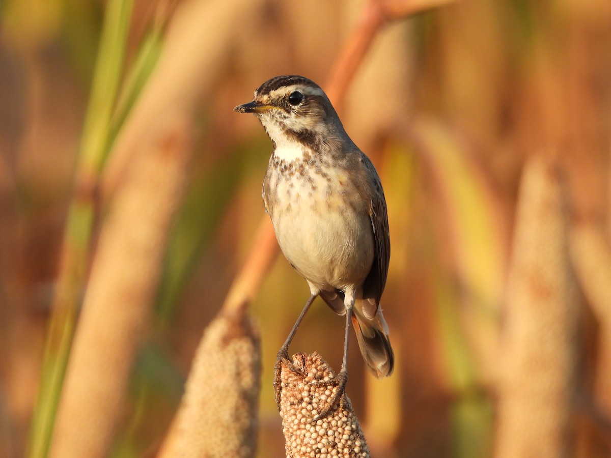 Bluethroat - ML642960571