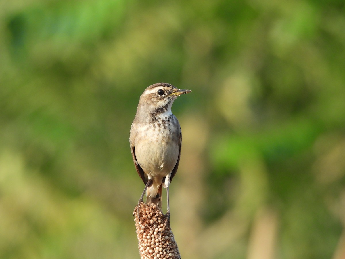Bluethroat - ML642960572