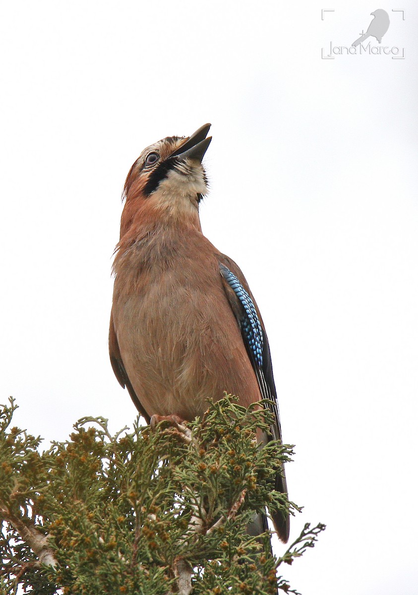 Eurasian Jay - ML642960584