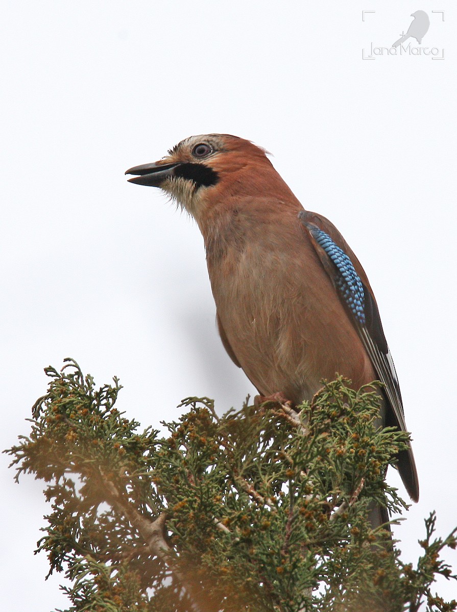Eurasian Jay - ML642960585