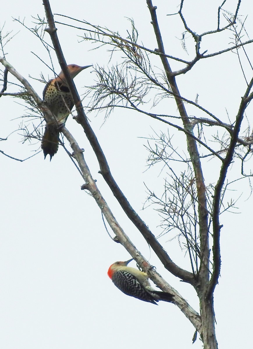 Northern Flicker - ML642960593