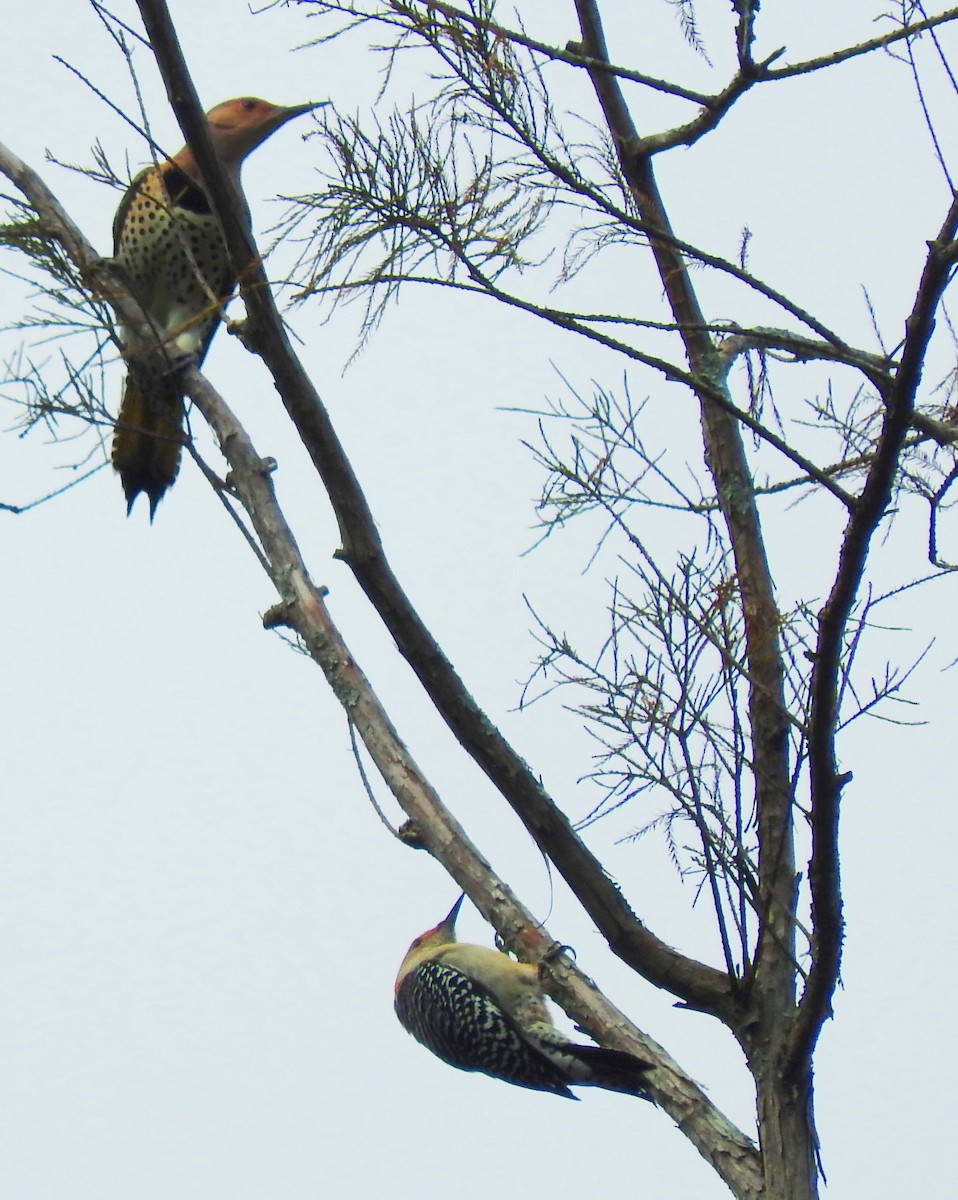 Northern Flicker - ML642960594