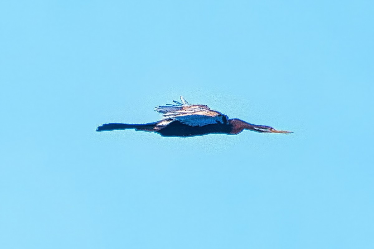 Australasian Darter - ML642960595