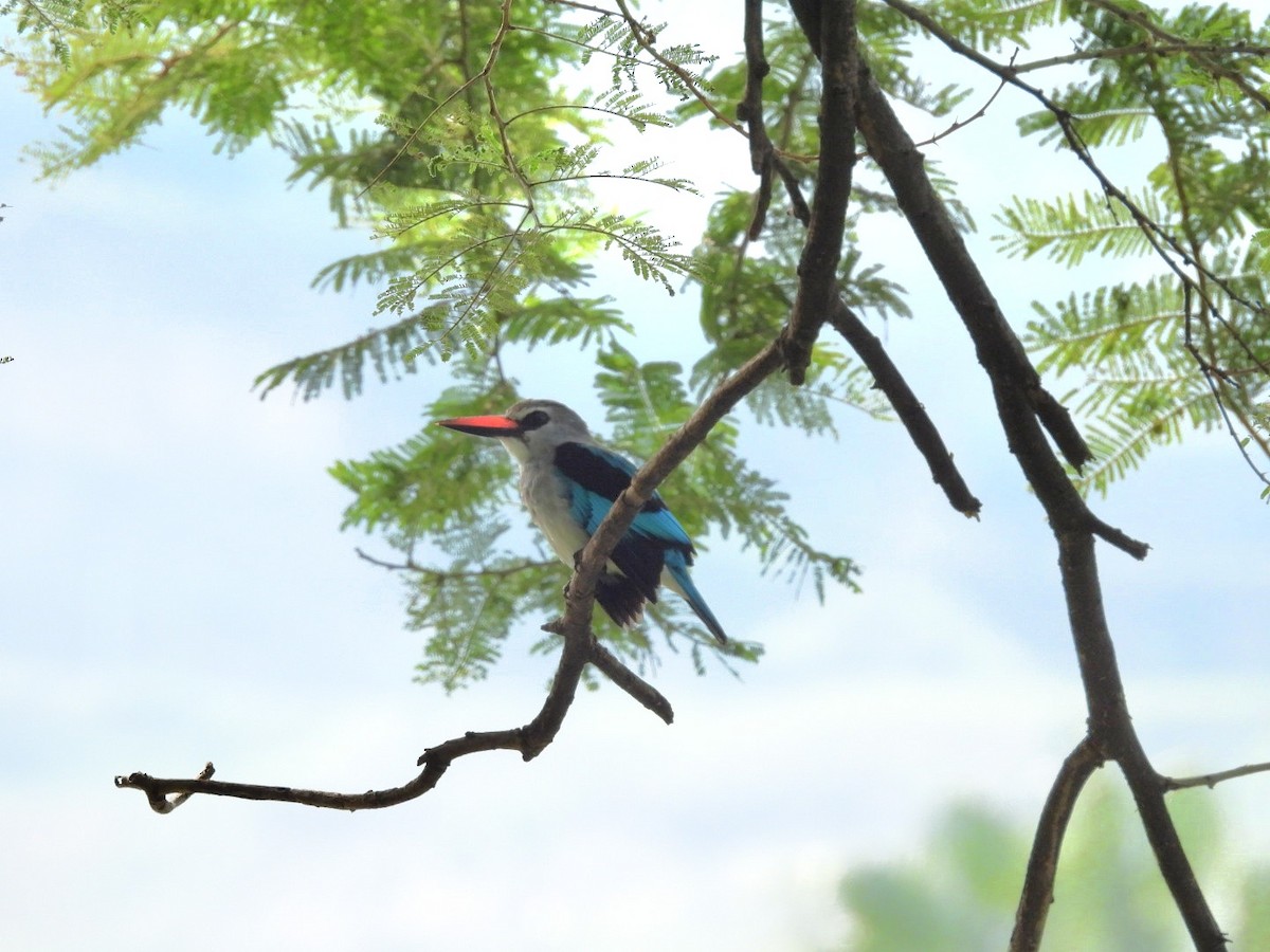 Woodland Kingfisher - ML642960613
