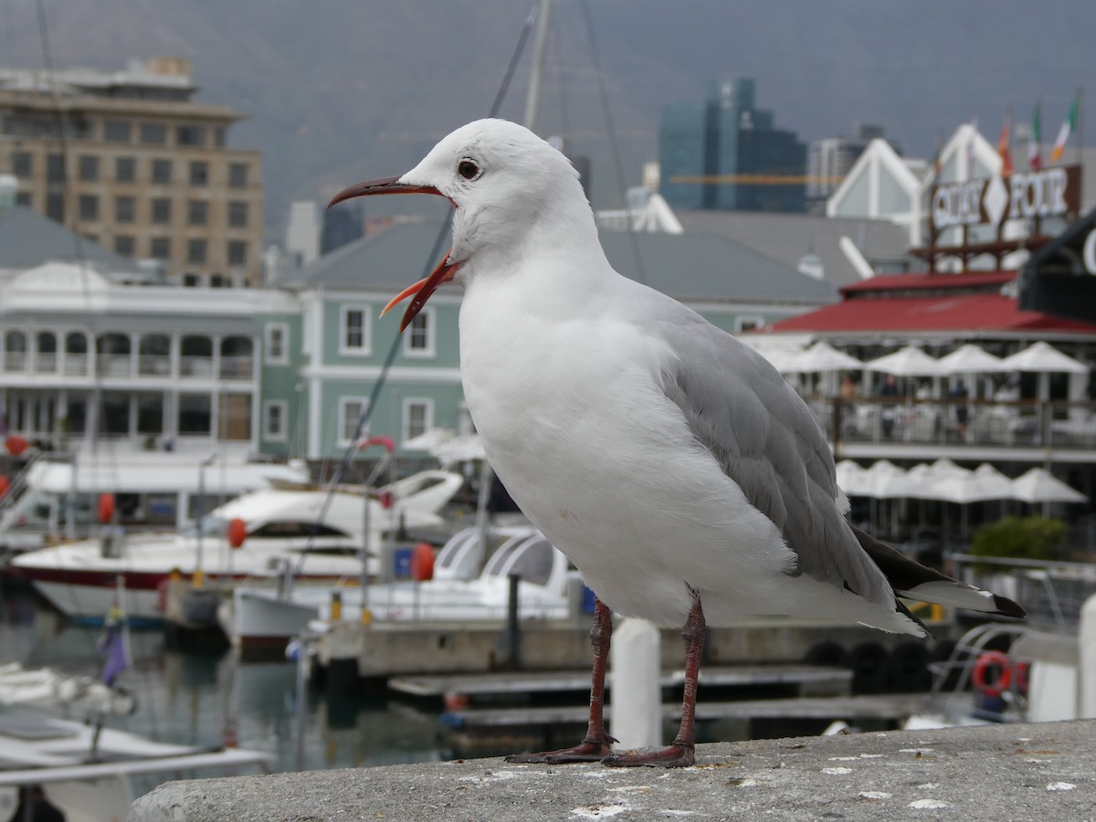 Hartlaub's Gull - ML642960615