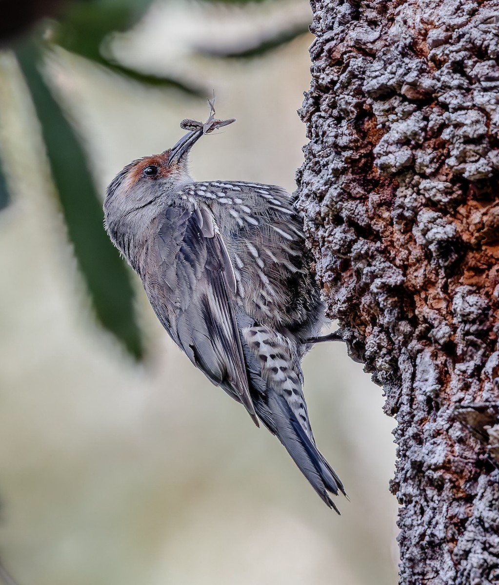 Red-browed Treecreeper - ML642960618