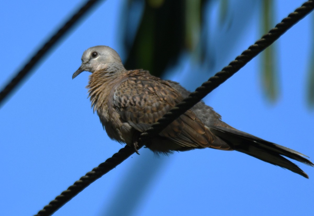 Spotted Dove - ML642960623