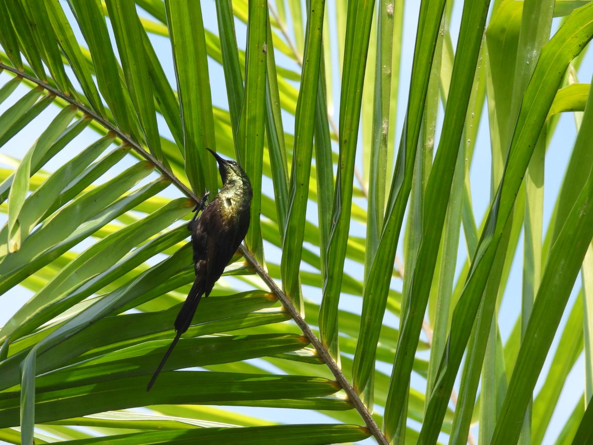 Bronze Sunbird - ML642960628