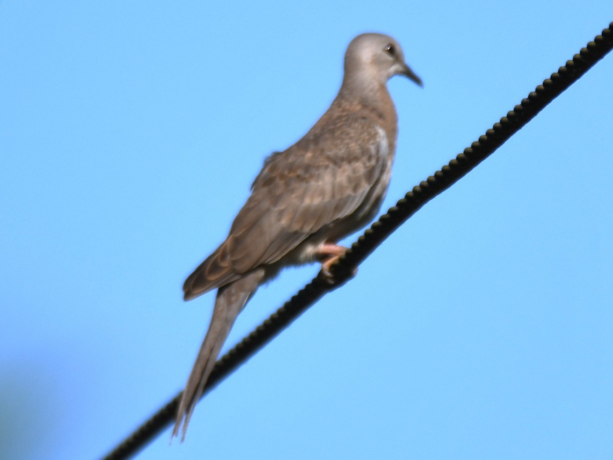 Spotted Dove - ML642960629