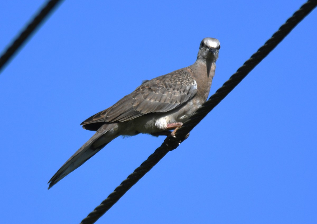 Spotted Dove - ML642960634