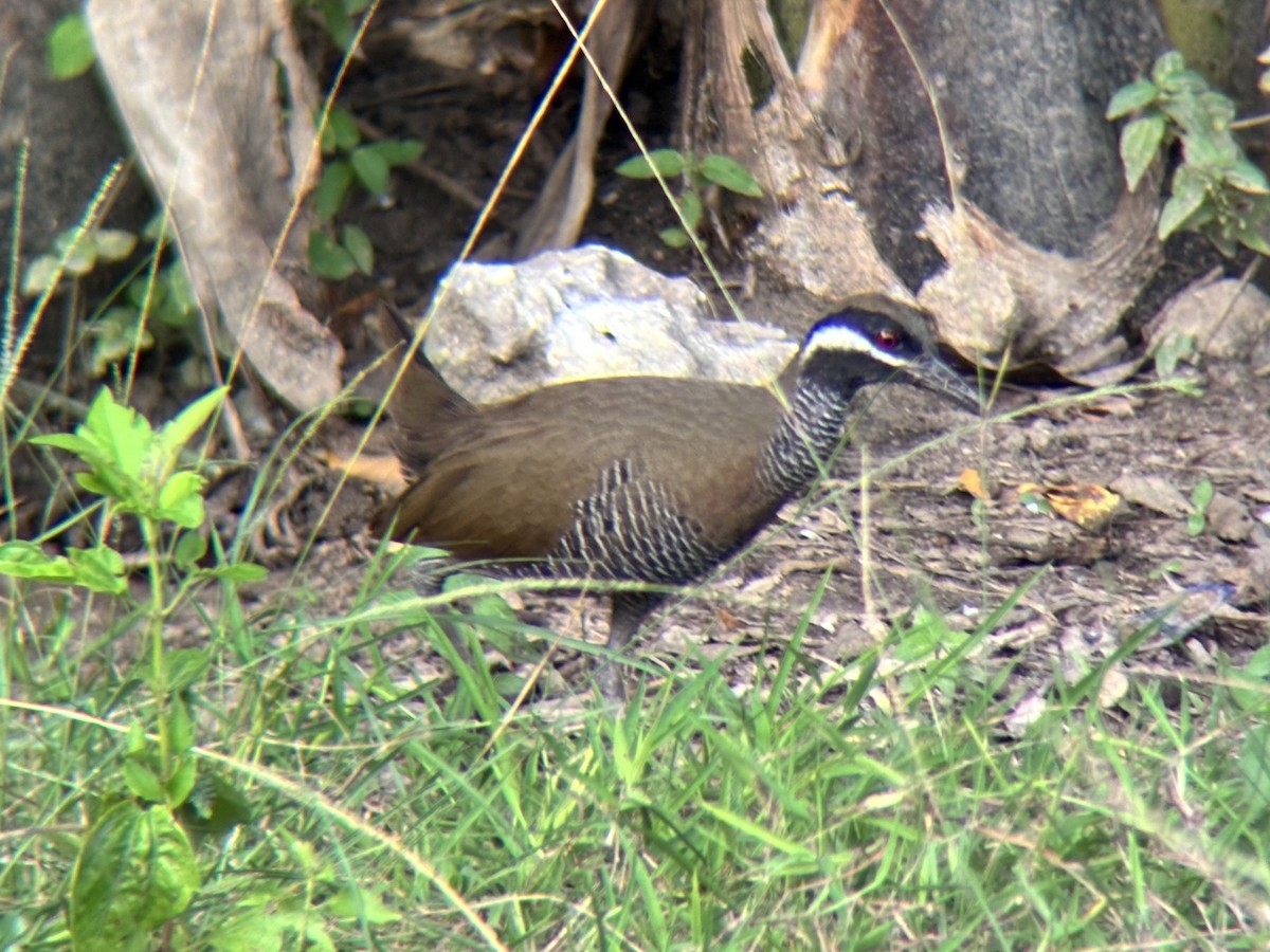Barred Rail - ML642960640