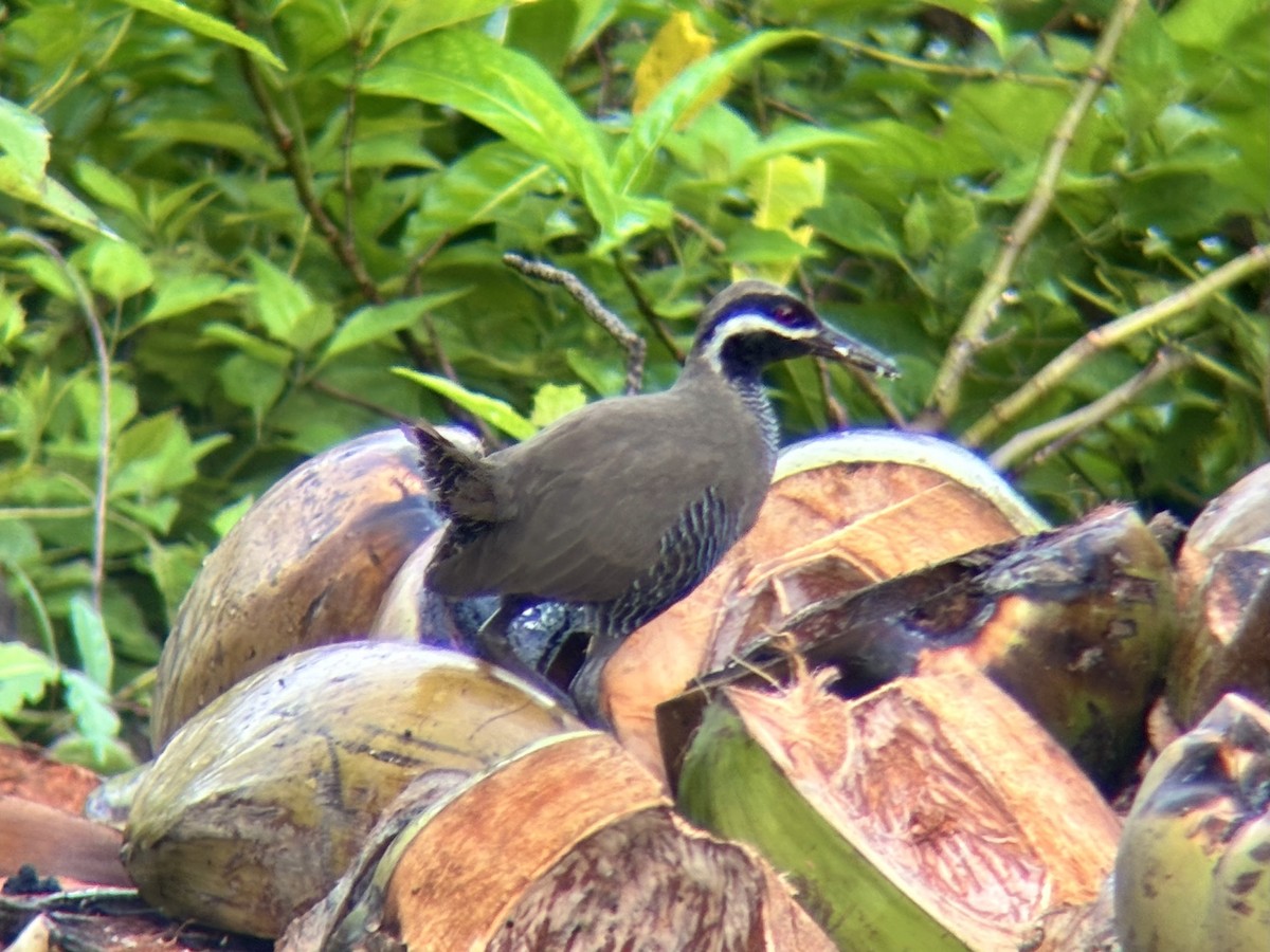 Barred Rail - ML642960641