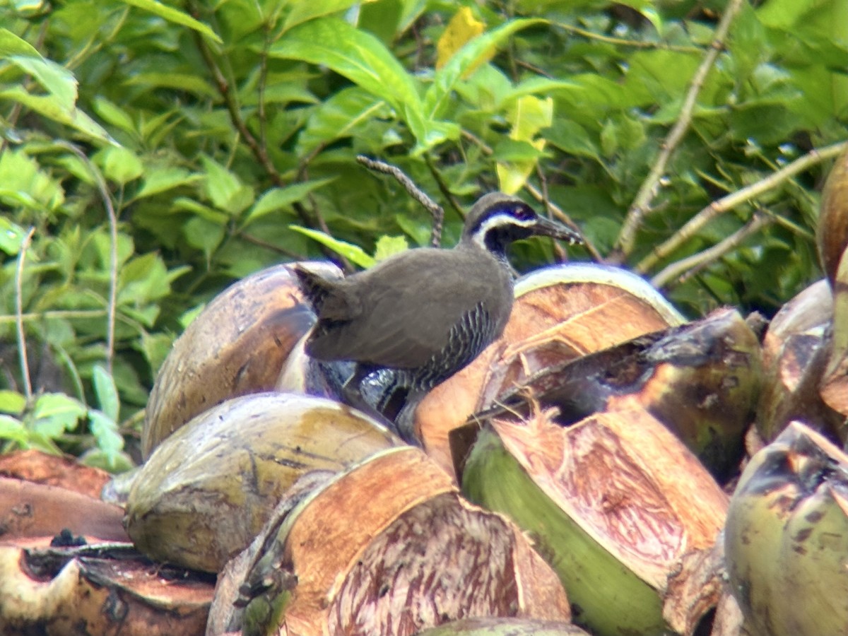 Barred Rail - ML642960643