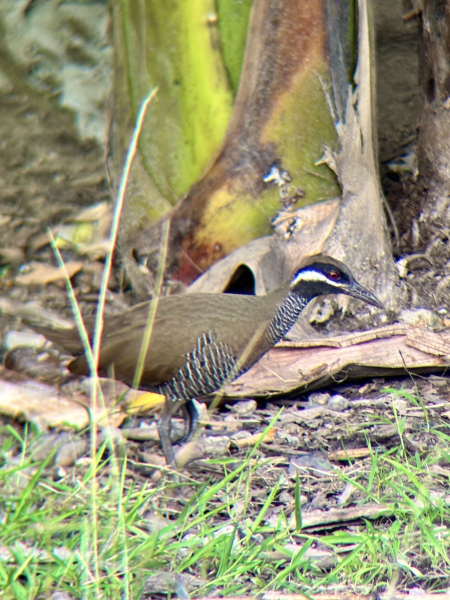 Barred Rail - ML642960644