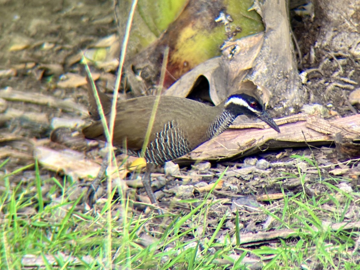 Barred Rail - ML642960645