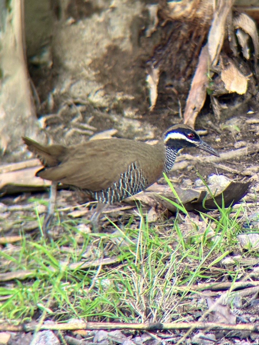Barred Rail - ML642960646