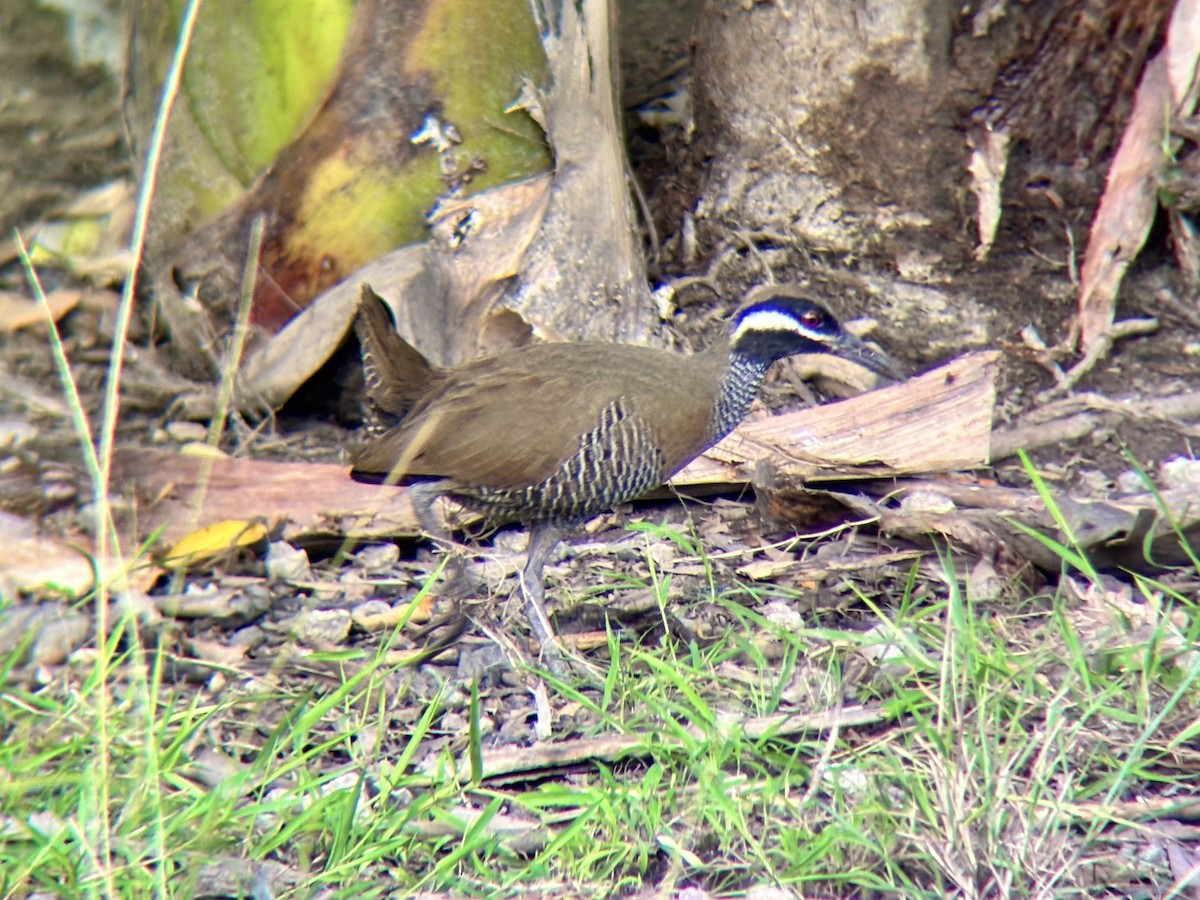 Barred Rail - ML642960647