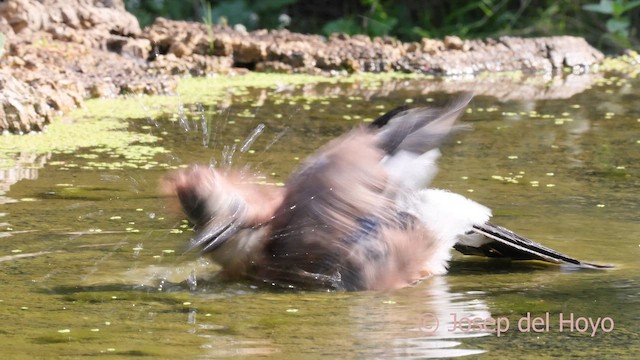 Eurasian Jay (Eurasian) - ML642960679