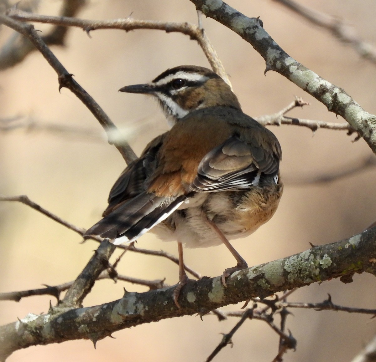 Bearded Scrub-Robin - ML642960688