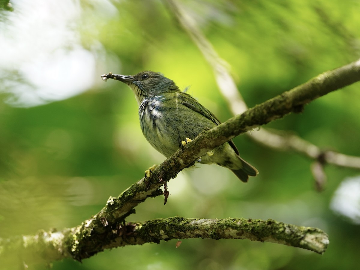 Shining Honeycreeper - ML642960691