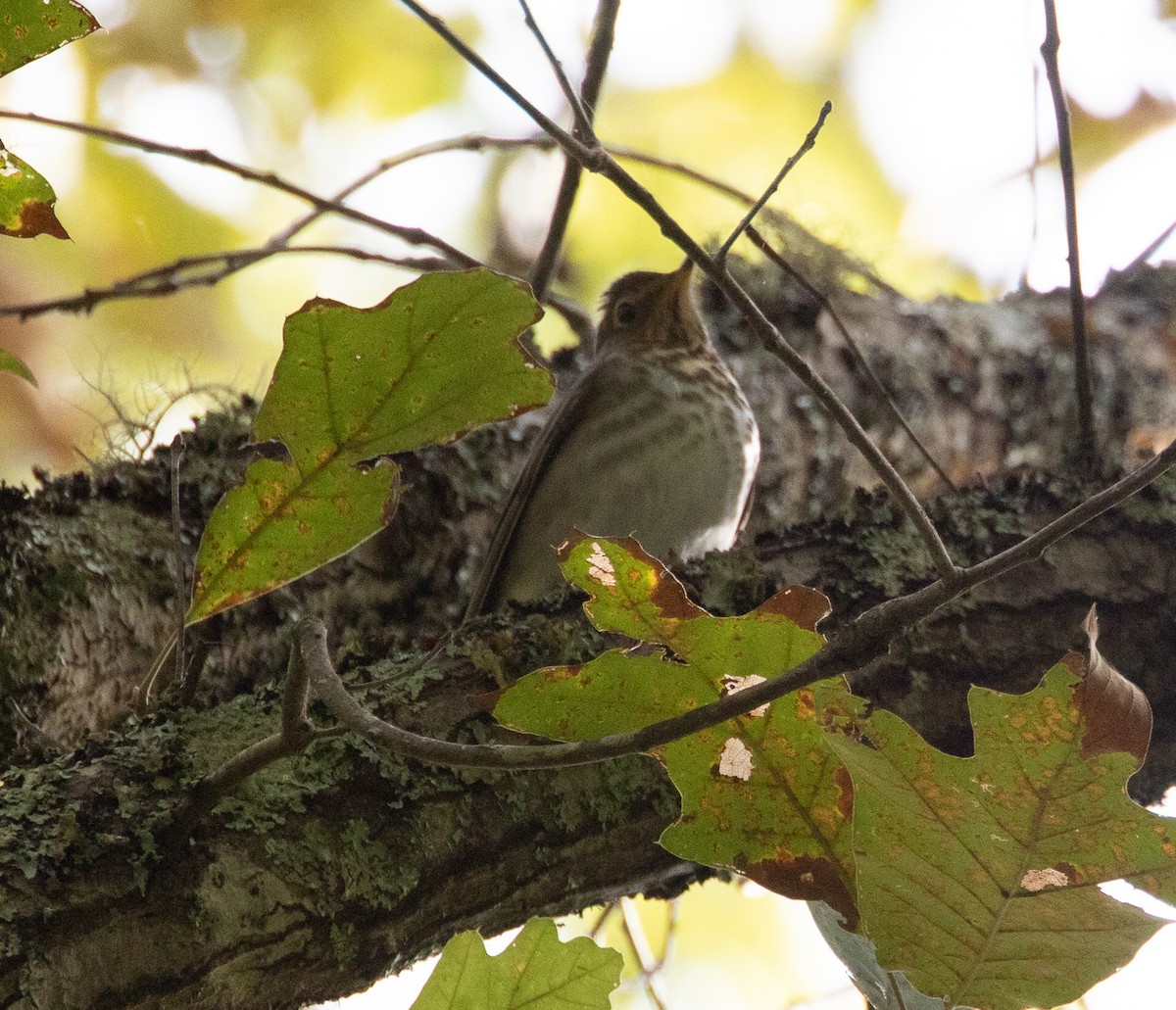 Swainson's Thrush - ML642960725
