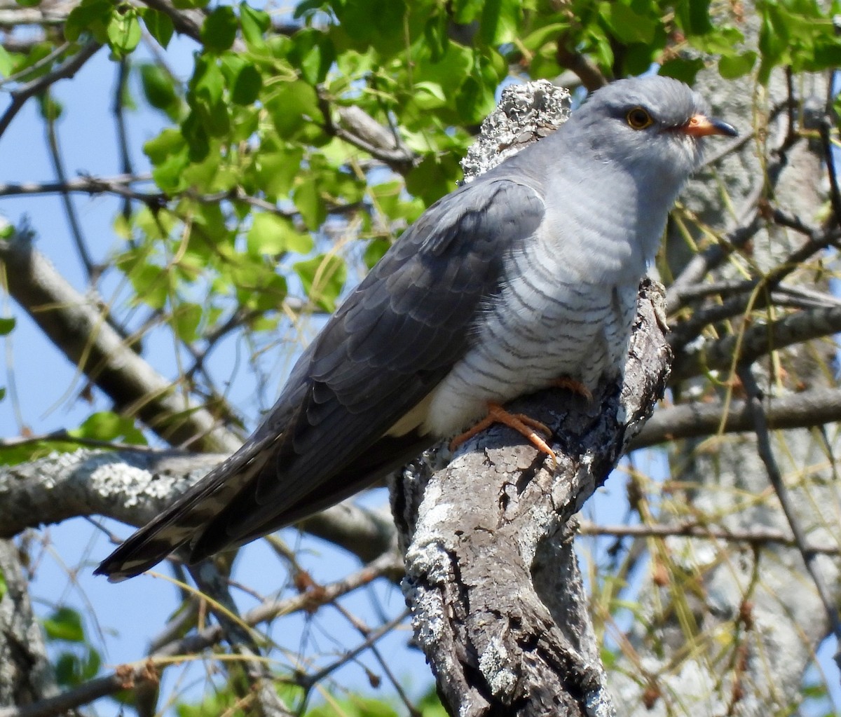 African Cuckoo - ML642960726