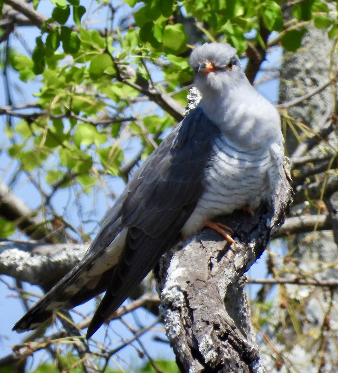 African Cuckoo - ML642960727
