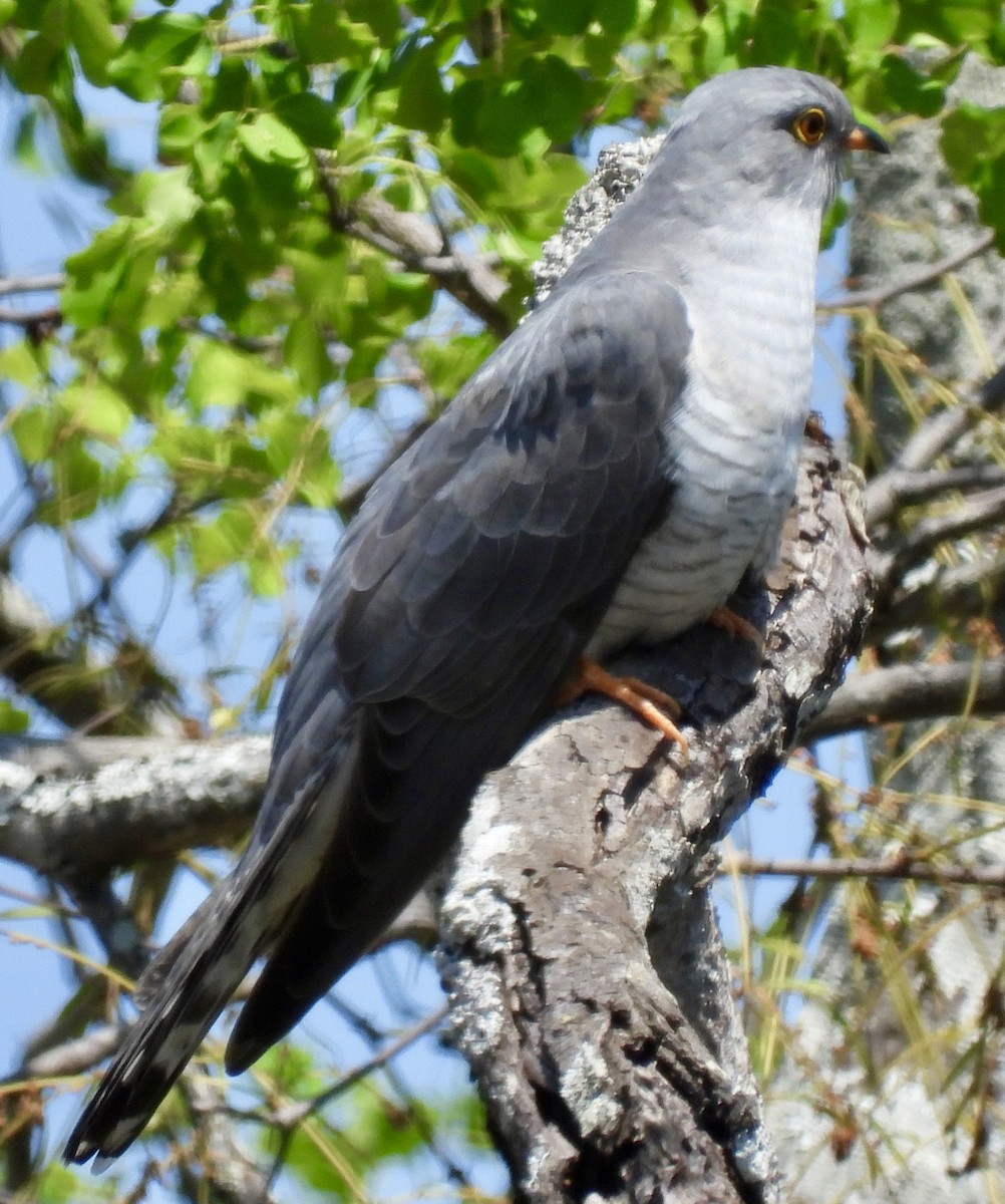 African Cuckoo - ML642960728
