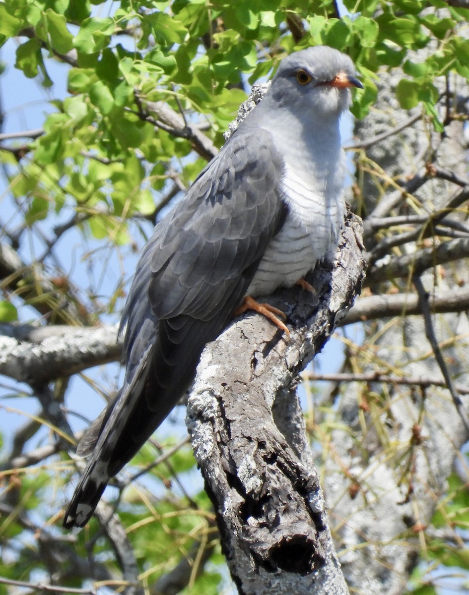 African Cuckoo - ML642960729