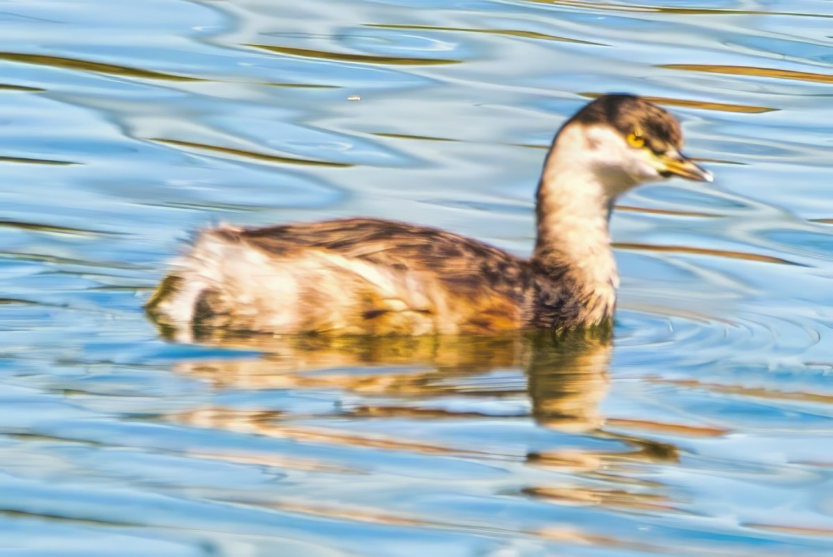 Australasian Grebe - ML642960730