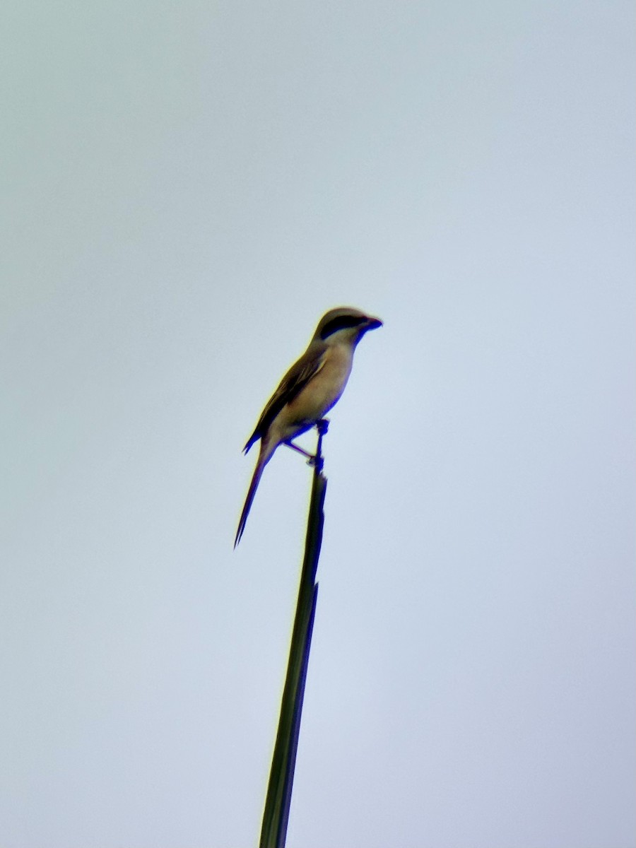 アカモズ - ML642960744