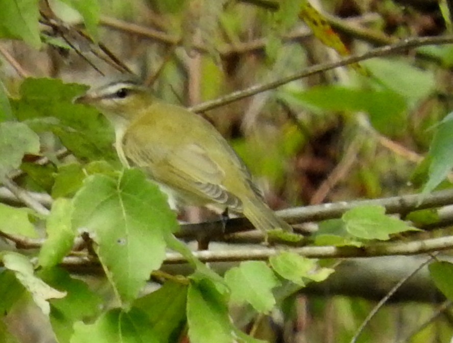 Red-eyed Vireo - ML642960748