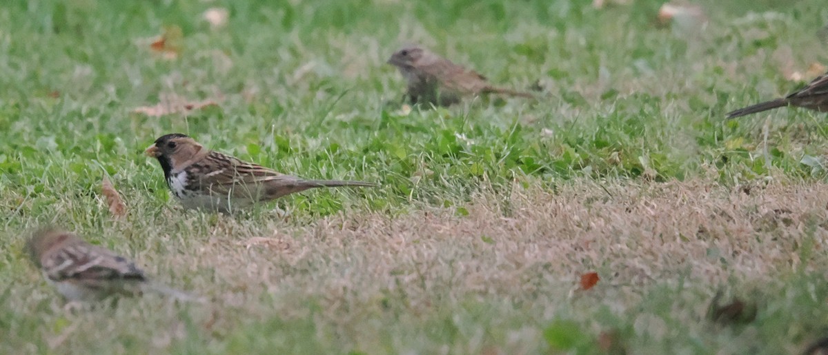 Harris's Sparrow - ML642960759