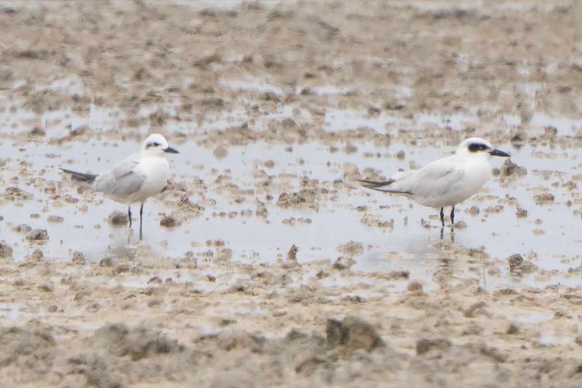 Australian Tern - ML642960762