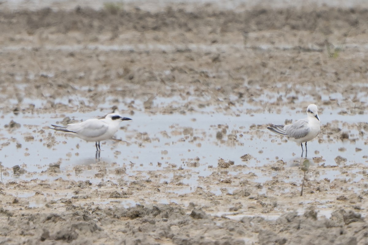 Australian Tern - ML642960763