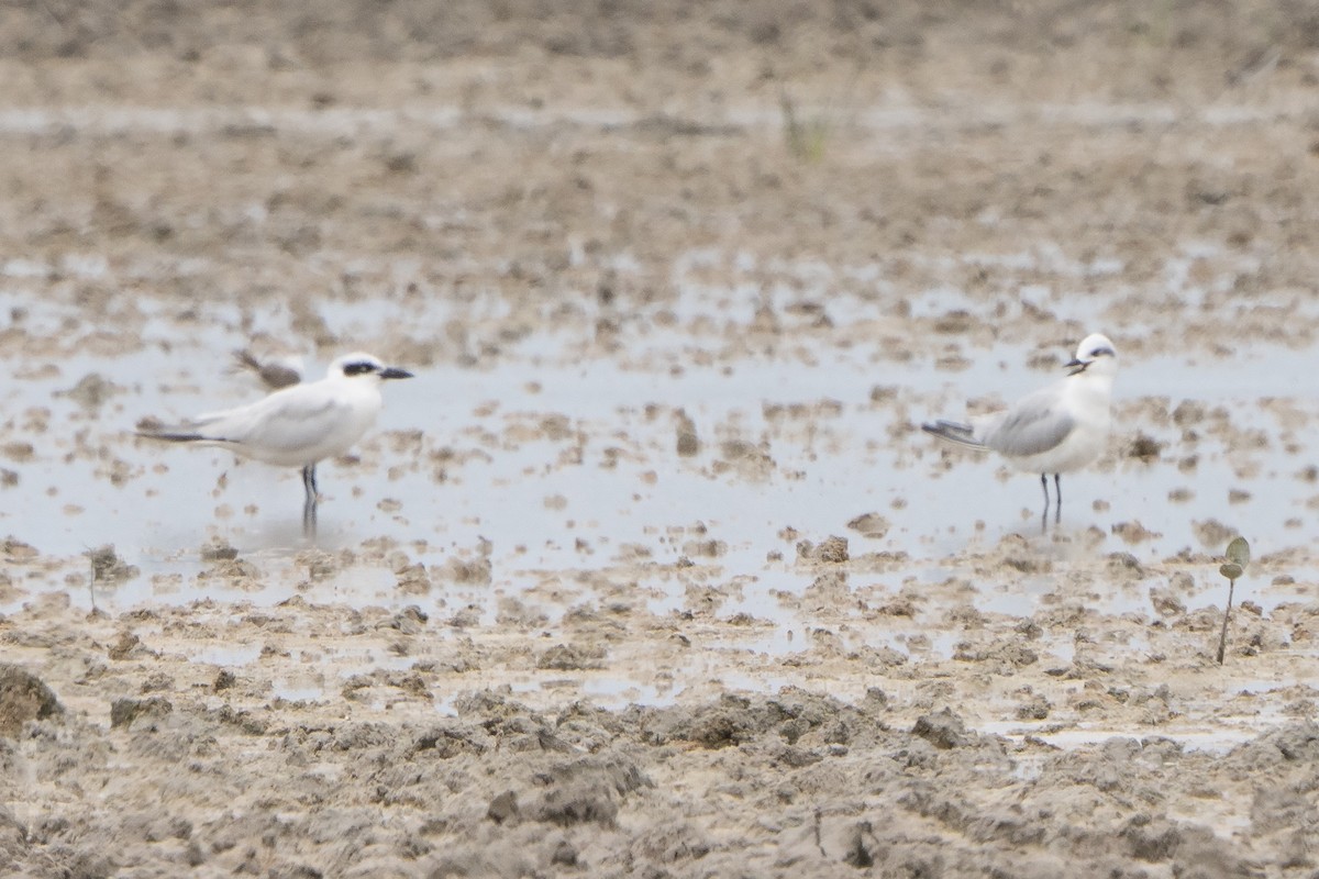Australian Tern - ML642960764
