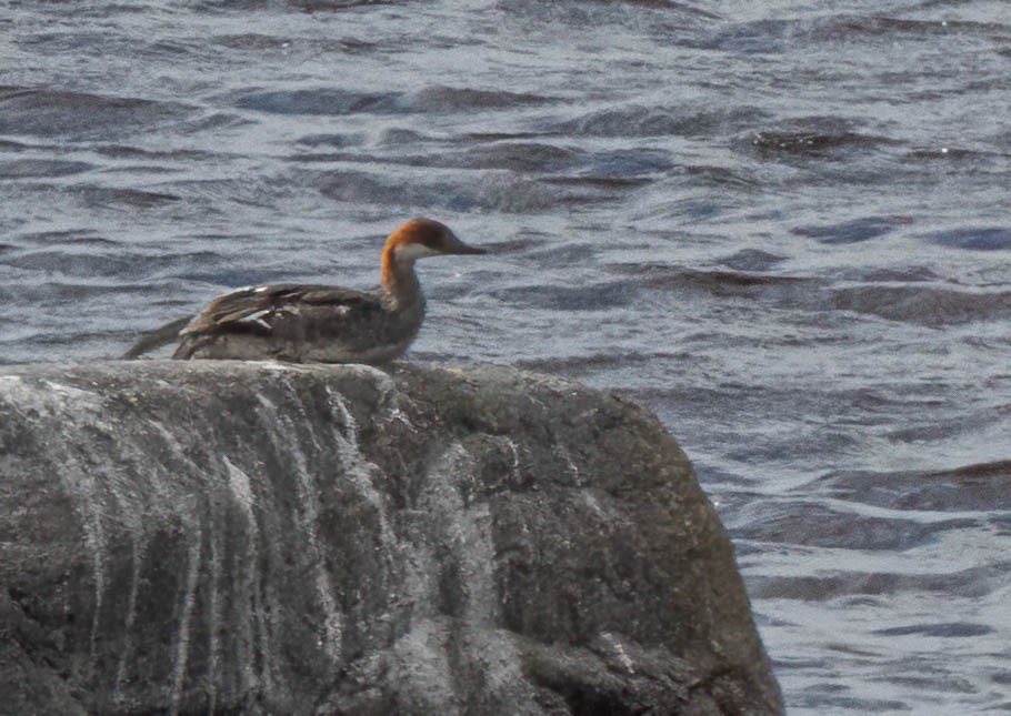 Smew - ML642960772