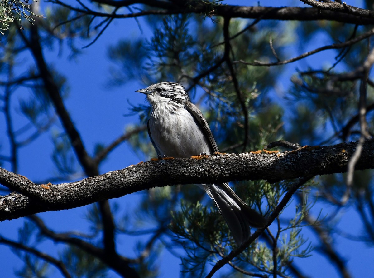 Striped Honeyeater - ML642960777
